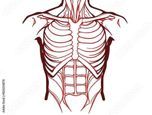 Detailed anatomical illustration showcasing the human torso, including the rib cage, abdominal muscles, and core skeletal structure, ideal for medical education and biological studies