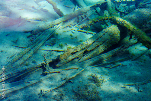 Close-up of Calcified Submerged Logs and Fragments on the Clear Bed of Jiuzhaigou Lake.