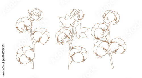 natural monochrome sketch collection of cotton plants and stems with their foliage, set against a white background. The vector outline gives a clear herbal image, showcasing stems with fluffy cotton