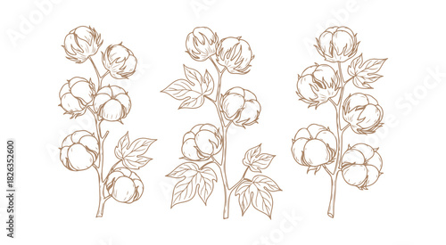 monochrome sketch series of cotton plants and their stems, complete with leaves, all presented on a white background