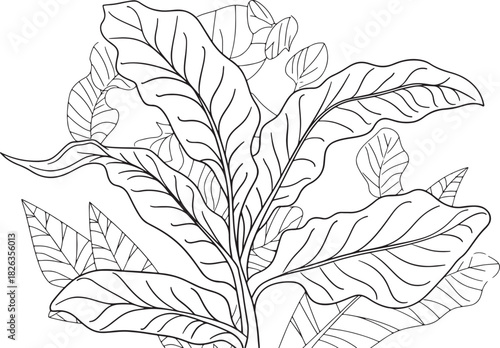 A black and white line art drawing of a houseplant with large, prominent, wavy-edged leaves, possibly a type of Anthurium or bird's nest fern, in a minimalist, botanical style. 