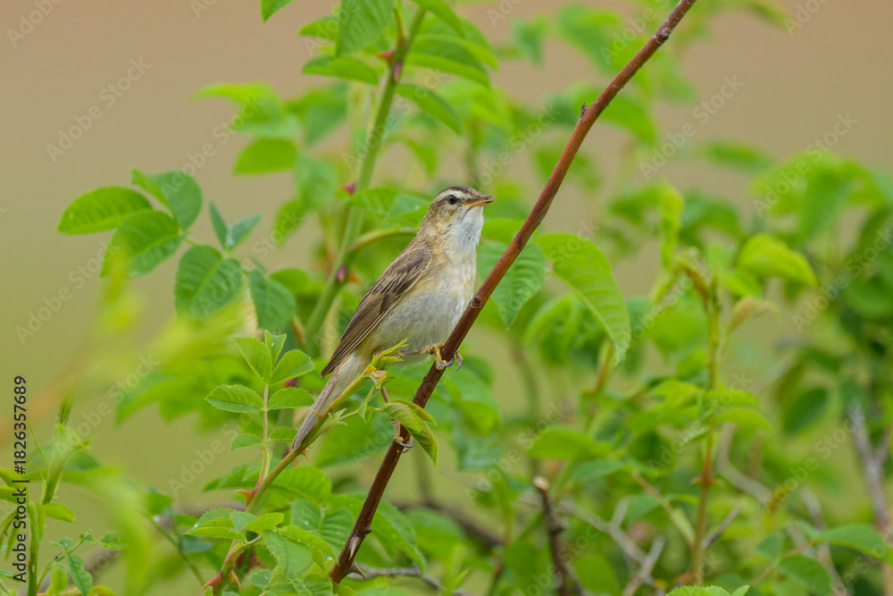Obraz premium A Sedge Warbler sitting on a plant