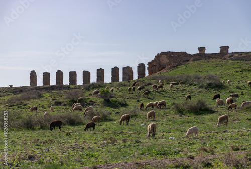 Archaeological Site of Uthina - Roman Aqueduct and Grazing Sheep