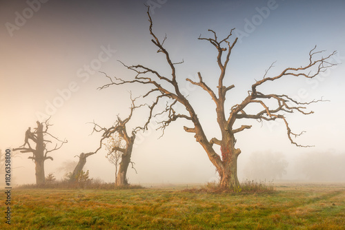 Wallpaper Mural Misty morning among old trees. Torontodigital.ca