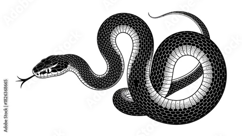 Highly detailed vintage etched style illustration of a coiled snake with its tongue out, featuring intricate scales and texture for graphic design