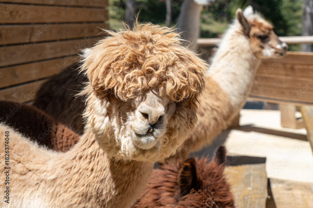Obraz premium Huacaya alpaca with dense, crimped, and fluffy fleece on a alpacas farm in the mountains near Barcelona, Spain. Great leisure and getaway destination for mental support.