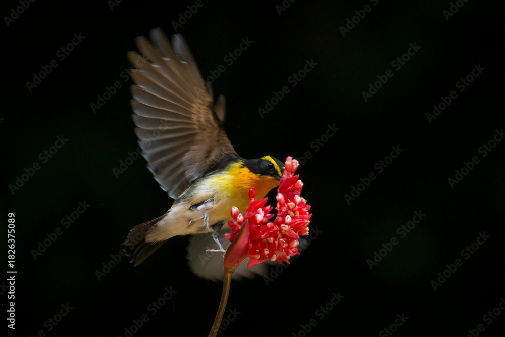 Fototapeta premium Colorful tropical hummingbird feeding on a red flower with green wings and a long beak in wild nature