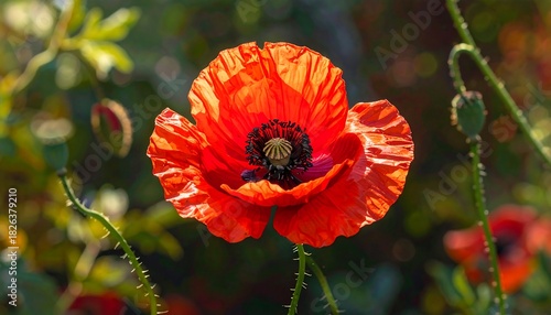A vivid red poppy flower, centered with a black core, stands out against a soft, green, and blurred background