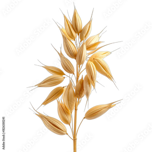 Close-up of a golden oat spikelet cluster against a solid black background.