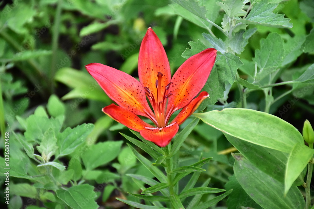 Fototapeta premium Striking Red Lily in Full Bloom 