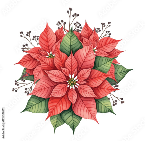 Watercolor Christmas Poinsettia Floral Illustration, Holiday Botanical Arrangement on White