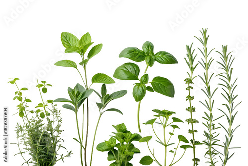 Wallpaper Mural fresh green leaves ,isolated on transparent png Torontodigital.ca