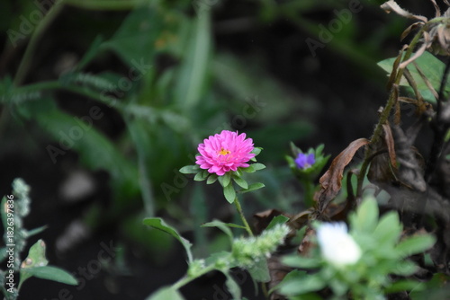 Colorful Symphony: Vibrant Aster Flowers in Full Bloom
