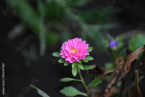 Colorful Symphony: Vibrant Aster Flowers in Full Bloom
