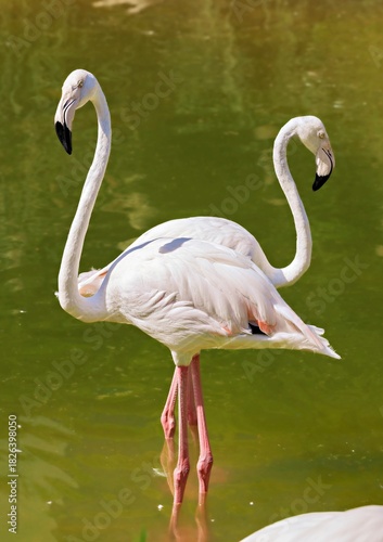 Two greater flamingos (Phoenicopterus roseus) wade in shallow green water, pale pink plumage and curved necks forming elegant shapes.