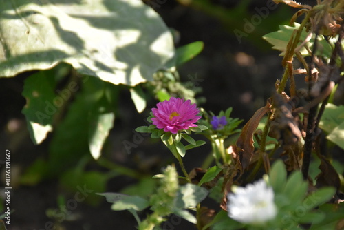 Colorful Symphony: Vibrant Aster Flowers in Full Bloom
