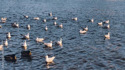 Large Seagull Flock Swimming Blue Lake Water Mixed Species Birds Group Slow Motion 4K Cinematic B-Roll Footage Wildlife Waterfowl Community Scene