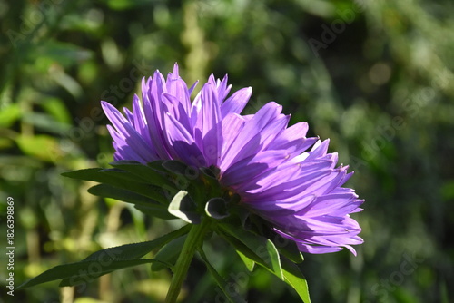 Colorful Symphony: Vibrant Aster Flowers in Full Bloom
