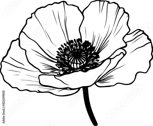 single black white poppy bloom full glory | Clean, isolated vector art for creative projects.