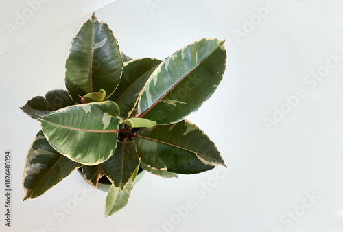 Ficus Elastica plant in plastic pot on white background. House plant leaves.