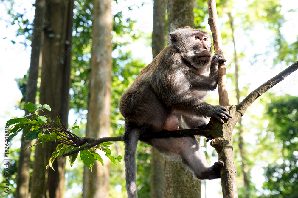 Obraz premium Adult monkey sitting on a branch in the forest