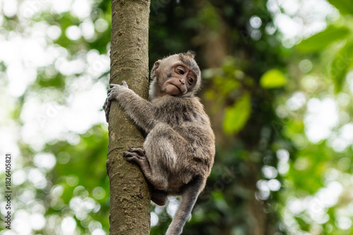 Photography Young monkey clinging to a branch