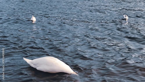 White Mute Swan Feeding Drinking Dark Blue Lake Water Seagulls Background Slow Motion 4K Cinematic B-Roll Footage Elegant Wildlife Nature Behavior