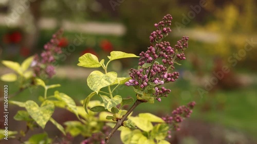 Beautiful branches of half-open purple lilac blooms swaying in the wind in the garden on spring day on green grass background. Charming violet blooming flowers with vibrant green leaves