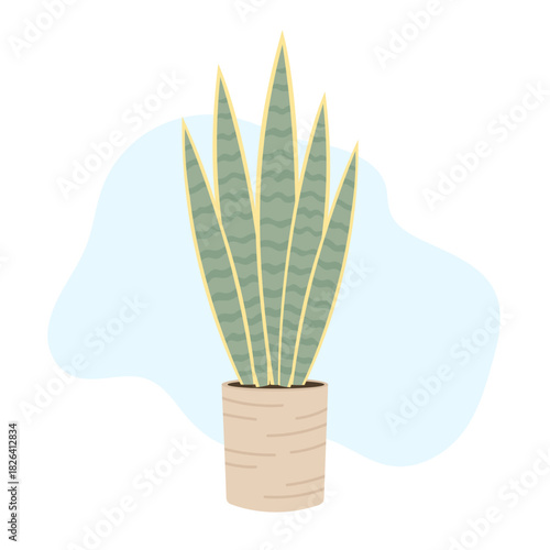 Modern indoor setup highlights upright sansevieria leaves with graphic patterns, sansevieria bringing bold clean greenery vibe, calming natural energy, stylish botanical accent 