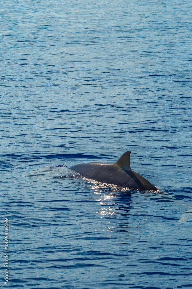 Obraz premium Common Bottllenose Dolphin, Tursiops truncatus, Whale Sighting, Madeira, Portugal, Europe