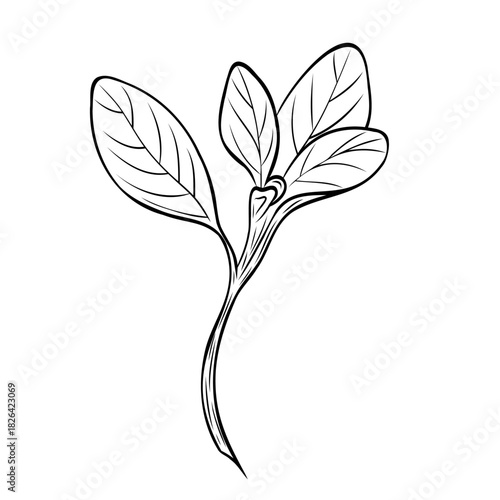 Monochrome botanical fragrant herb drawing of oregano plant isolated on white background. Graphic hand drawn ink black and white vector. Good for cooking, spa, medicinal tea, and garden beauty