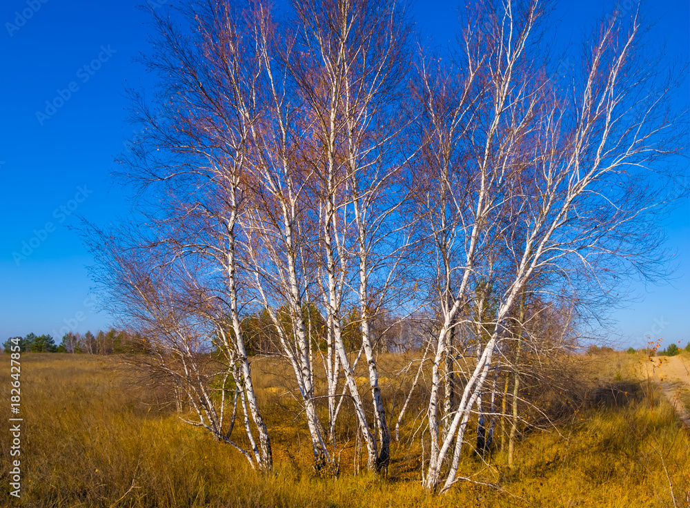 Fototapeta premium birch tree grove among prairies under blue sky, outdoor scene at the bright autumn day