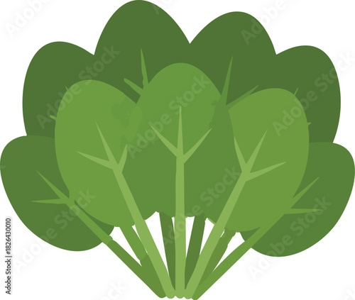 Green spinach bunch with simple leaf shapes