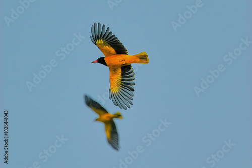 Black hooded oriole isolated in flight