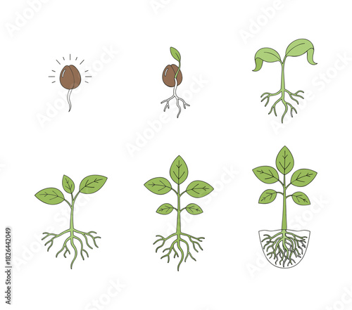 Plant life cycle showing seeds germinating and growing