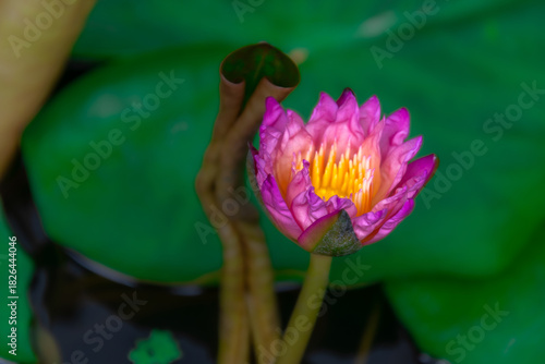 Water lily flower in a lotus breeding pond in Bangkok, Thailand