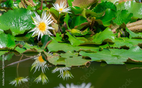 Water lily flower in a lotus breeding pond in Bangkok, Thailand