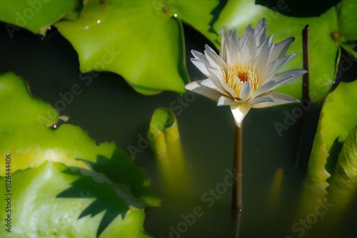 Water lily flower in a lotus breeding pond in Bangkok, Thailand