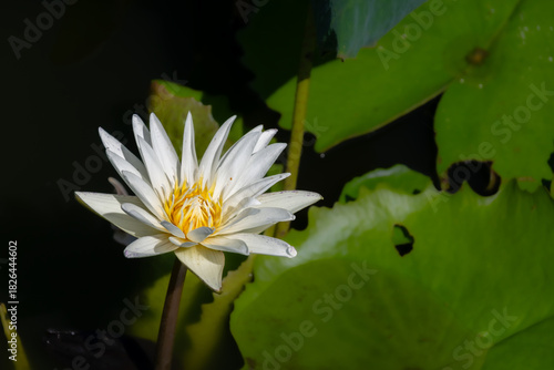 Water lily flower in a lotus breeding pond in Bangkok, Thailand