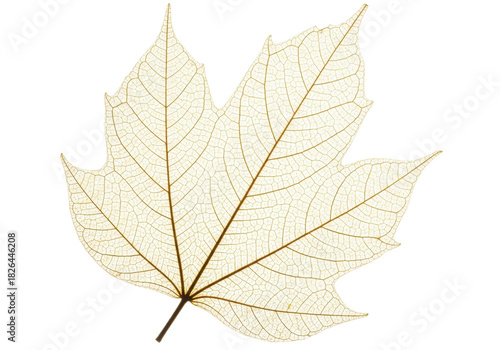 Isolated maple leaf skeleton with detailed leaf veins and texture in beige tones isolated