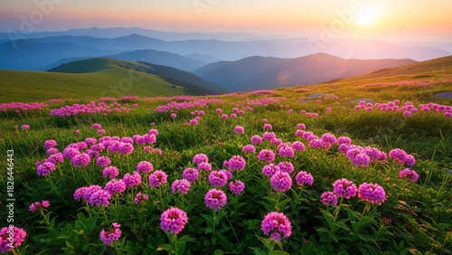 Fototapeta Naklejka Na Ścianę i Meble -  Serene mountain meadow filled with pink flowers basking in the warm sunlight of early morning