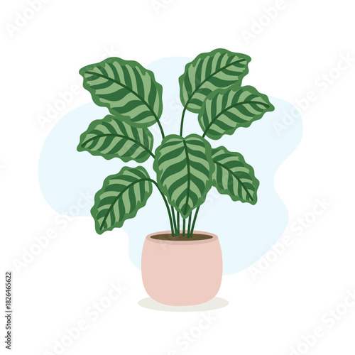 Lush indoor setup highlights striped calathea leaves bringing vibrant botanical texture, calathea adding modern tropical aesthetic, calming greenery vibe, stylish decor 