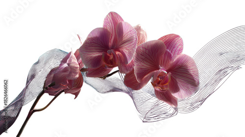 Closeup of a delicate pink orchid flower isolated on transparent background, showcasing its intricate petals and graceful form, creating a serene and elegant composition