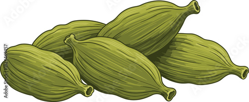 Whole Green Cardamom Spice Pods, Aromatic Flavor for Cooking and Baking, Essential Ingredient in Traditional Indian, Middle Eastern, and Scandinavian Cuisine, Close-up Hand Drawn Vector Illustration.