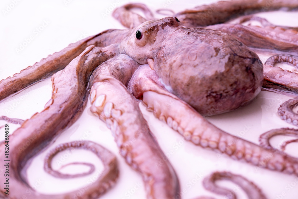 Fototapeta premium octopus cephalopod portrait, marine biology, suction cups, textured skin, and subtle bioluminescent spots, mysterious deep-sea, Underwater world mystery, biological complexity and sensory organs