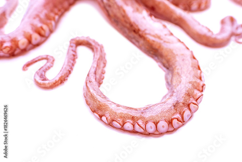 Close up octopus tentacles with suction cups, detailed marine texture, sea life pattern, underwater creature macro view, seafood concept, ocean biology and nature background, beauty marine life