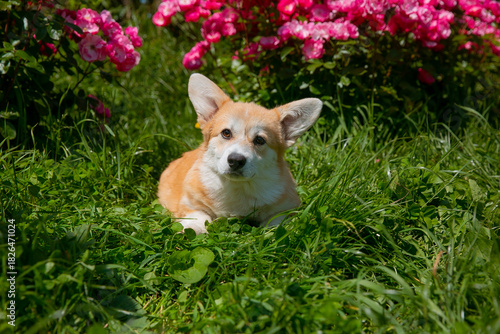 Cute Welsh Corgi puppy in summer walking near a bush with roses