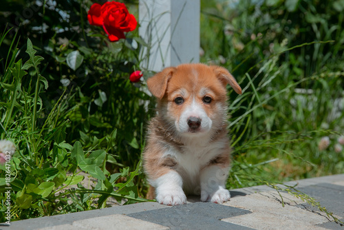 Cute Welsh Corgi puppy in summer walking near a bush with roses
