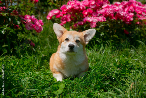 Cute Welsh Corgi puppy in summer walking near a bush with roses