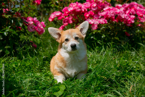 Cute Welsh Corgi puppy in summer walking near a bush with roses